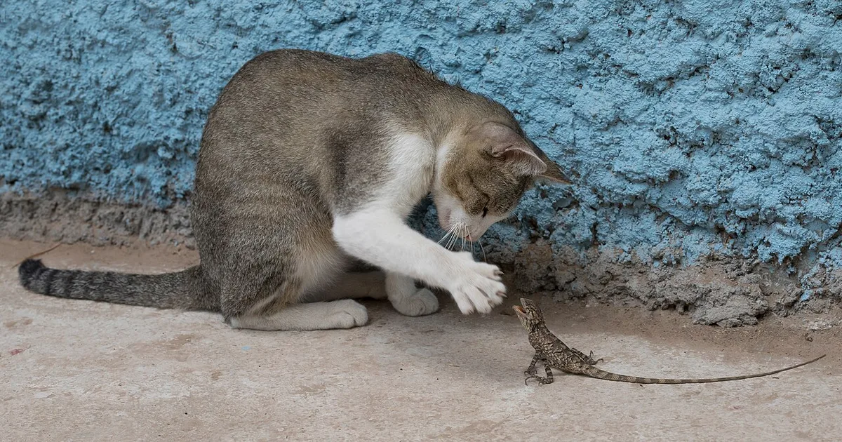 PayPal Pet Products Class Action Lawsuits