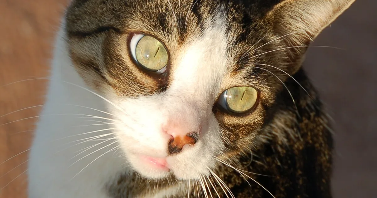 Pet Products Class Action Settlements for Cat Owners