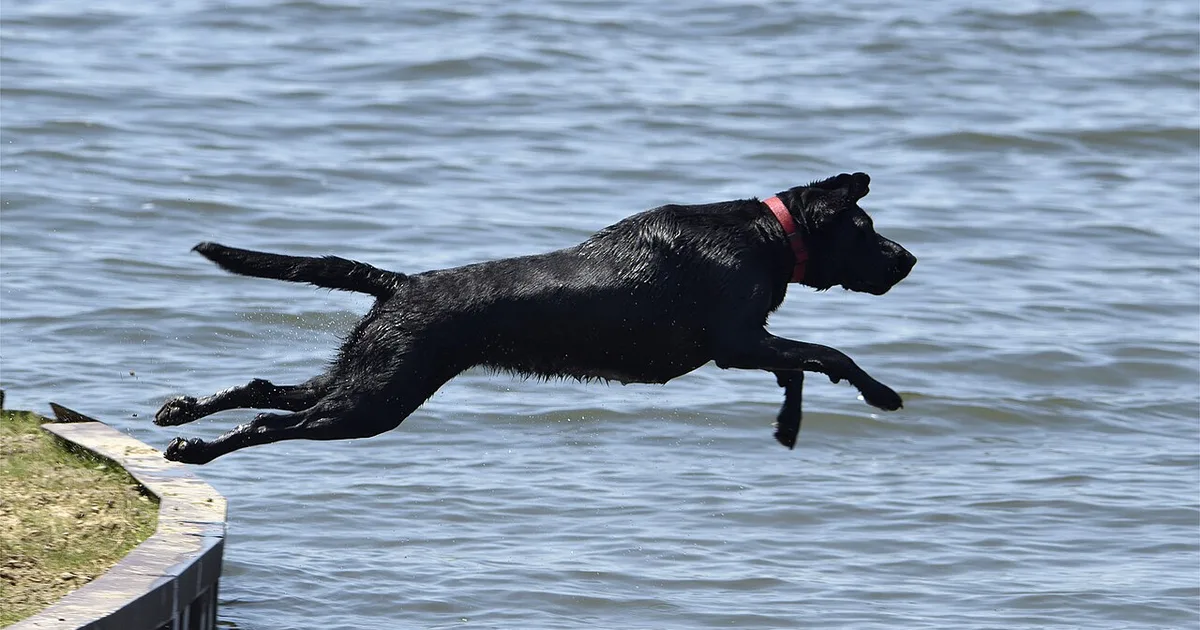 Privacy Class Action Settlements for Dog Owners