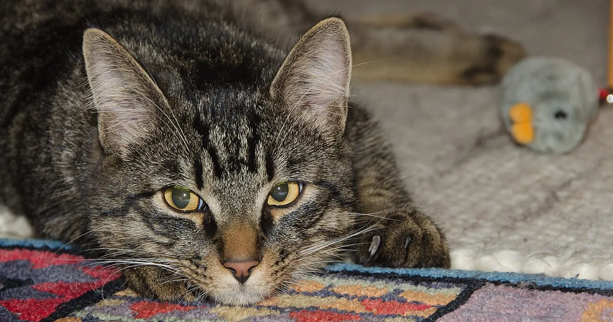 Pet Products Class Action Lawsuits in Michigan