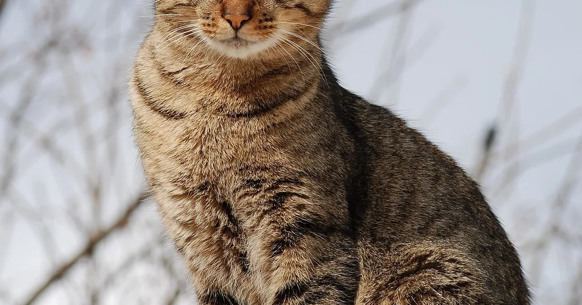 Pet Products Class Action Lawsuits in Connecticut