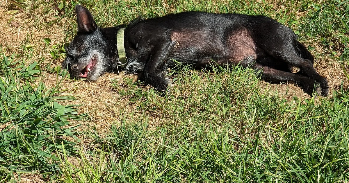 Auto Defect Class Action Settlements for Dog Owners