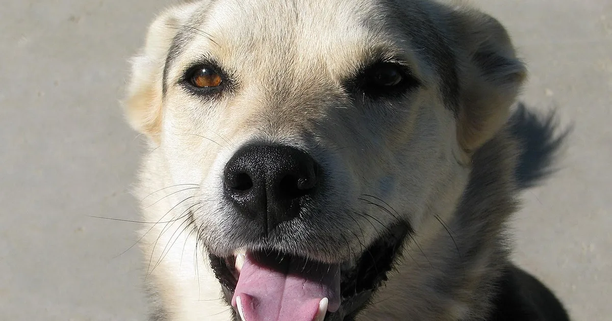 Antitrust Class Action Settlements for Dog Owners