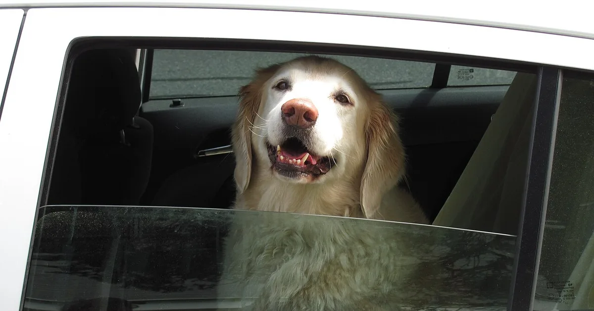 Food & Beverage Class Action Settlements for Dog Owners