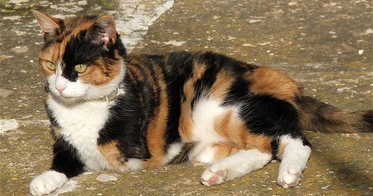 Food & Beverage Class Action Settlements for Cat Owners