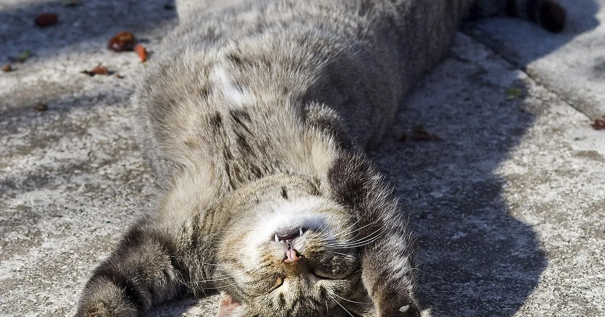 Pet Products Class Action Lawsuits in Oregon