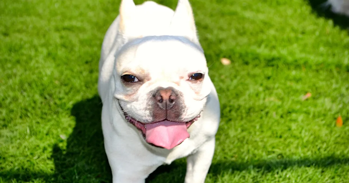 Pet Products Class Action Settlements for Iphone Users