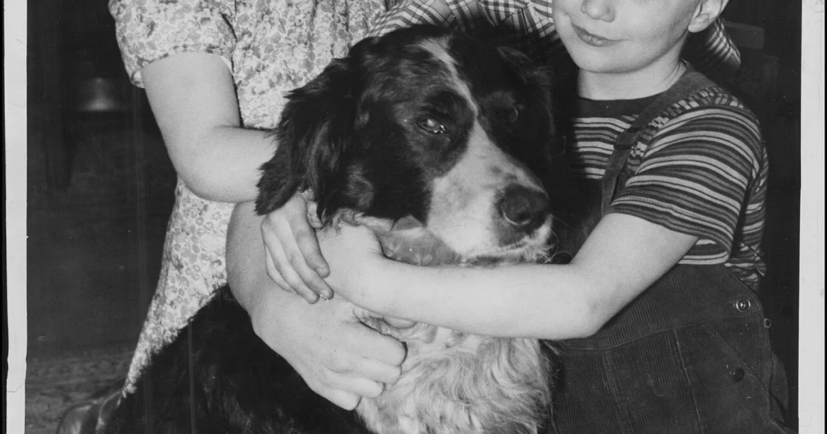 Pet Products Class Action Settlements for Online Shoppers