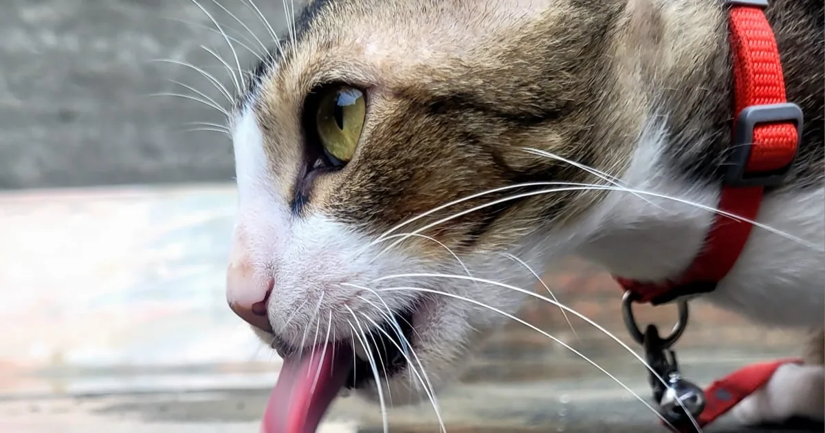 Subscription Billing Class Action Settlements for Cat Owners