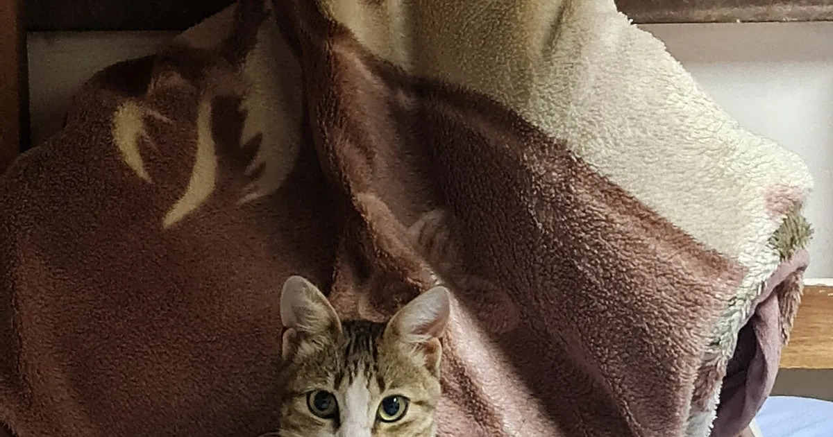 Privacy Class Action Settlements for Cat Owners